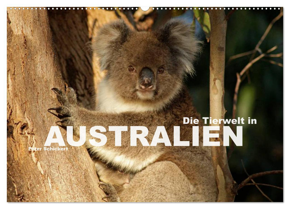 Die Tierwelt in Australien (CALVENDO Wandkalender 2025)