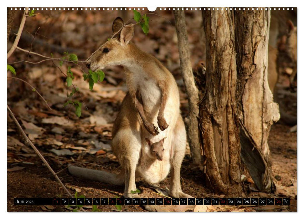 Die Tierwelt in Australien (CALVENDO Wandkalender 2025)