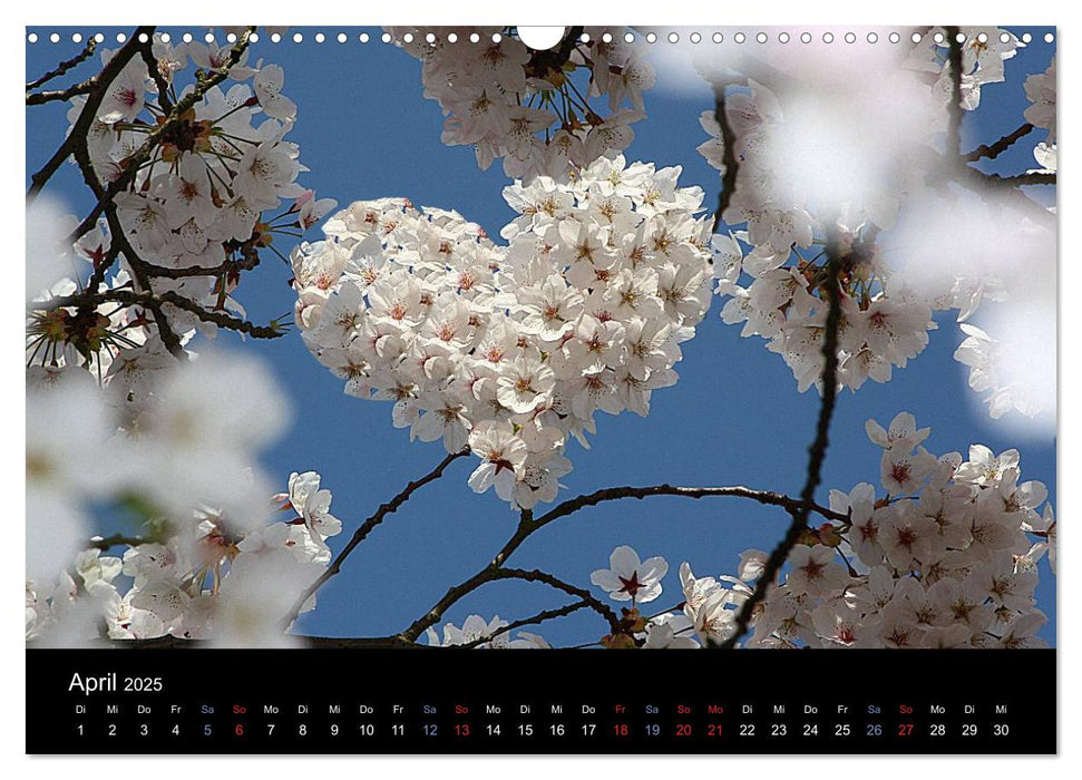 Mit viel Herz durch das Jahr (CALVENDO Wandkalender 2025)