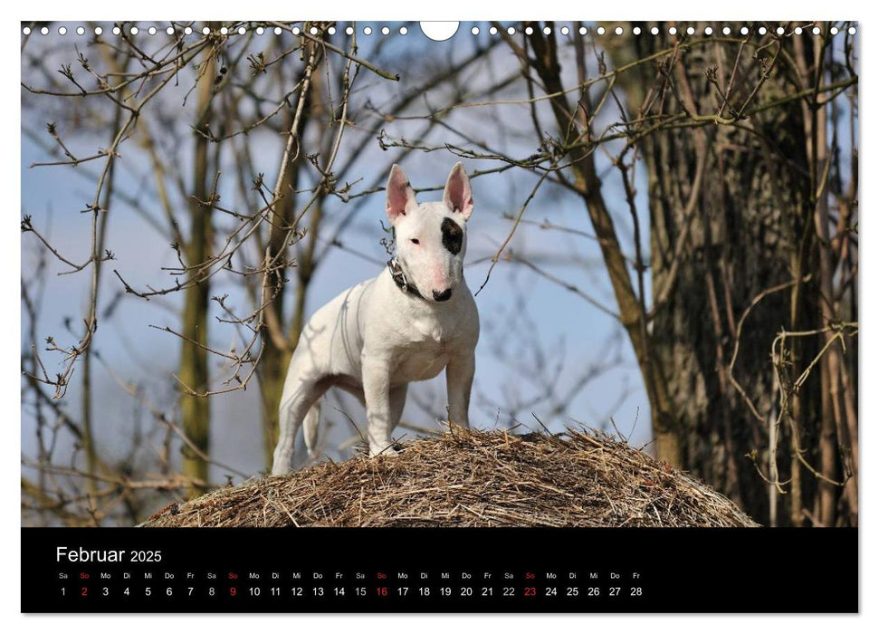 Bullterrier 2025 - Kleine Clowns mit großem Herz (CALVENDO Wandkalender 2025)