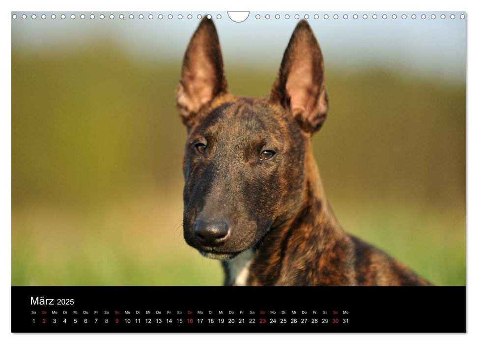 Bullterrier 2025 - Kleine Clowns mit großem Herz (CALVENDO Wandkalender 2025)