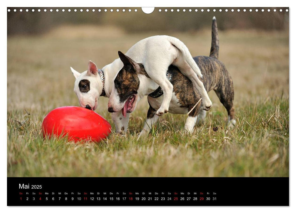 Bullterrier 2025 - Kleine Clowns mit großem Herz (CALVENDO Wandkalender 2025)