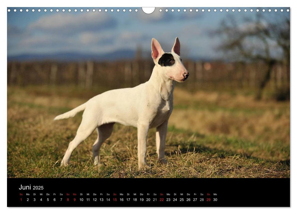 Bullterrier 2025 - Kleine Clowns mit großem Herz (CALVENDO Wandkalender 2025)