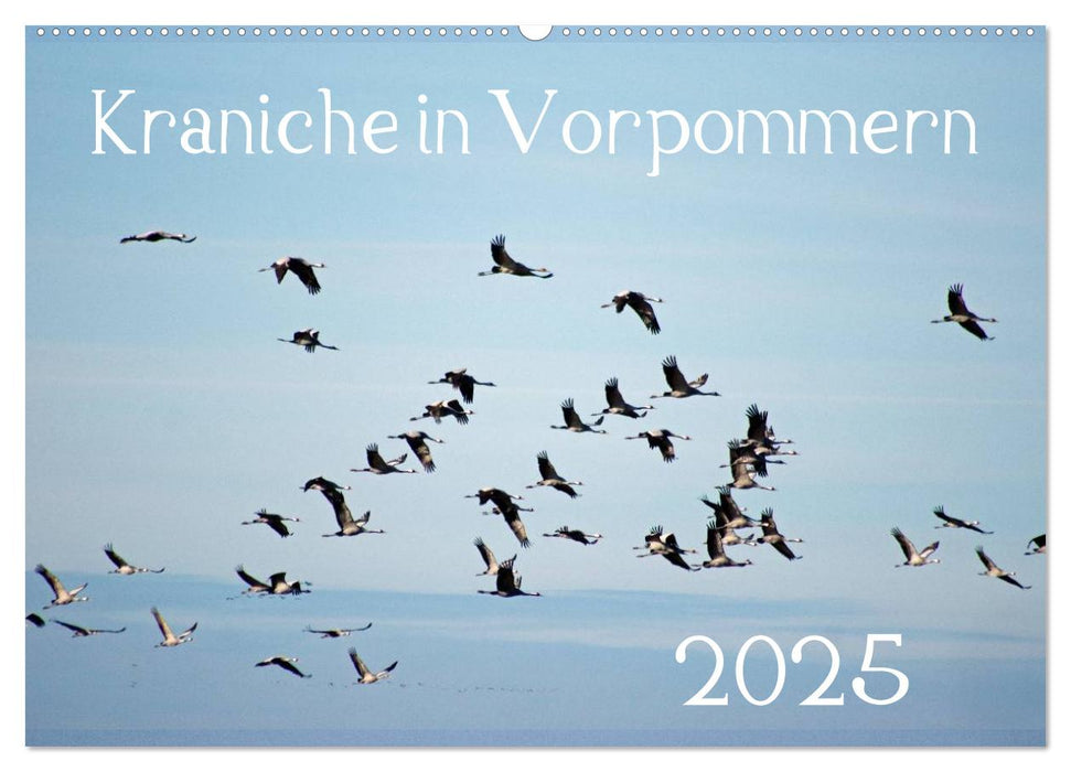 Kraniche in Vorpommern (CALVENDO Wandkalender 2025)