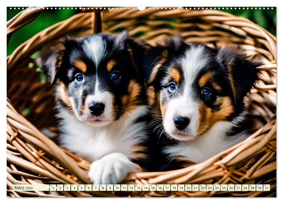 Traumhund Collie (CALVENDO Wandkalender 2025)