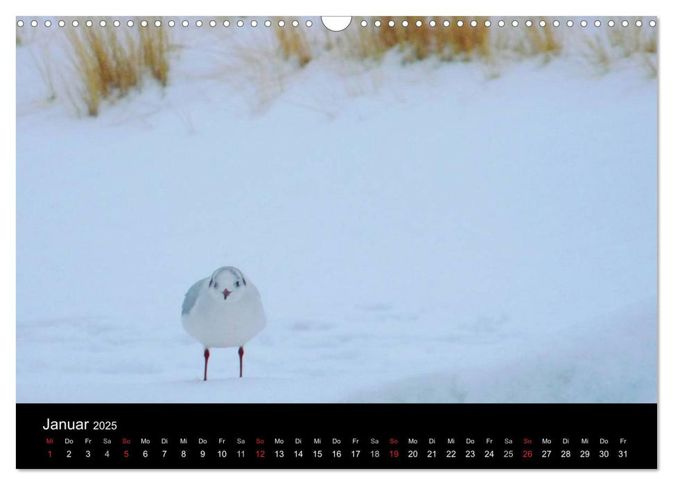 Die Ostsee - Ein Jahr am Meer (CALVENDO Wandkalender 2025)