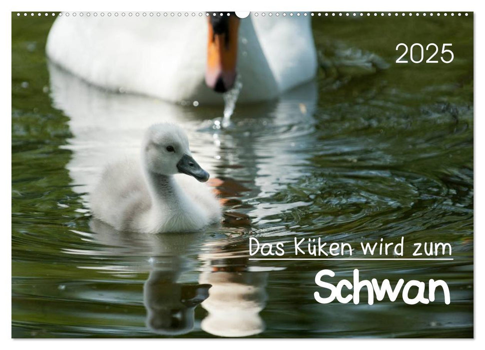 Das Küken wird zum Schwan (CALVENDO Wandkalender 2025)