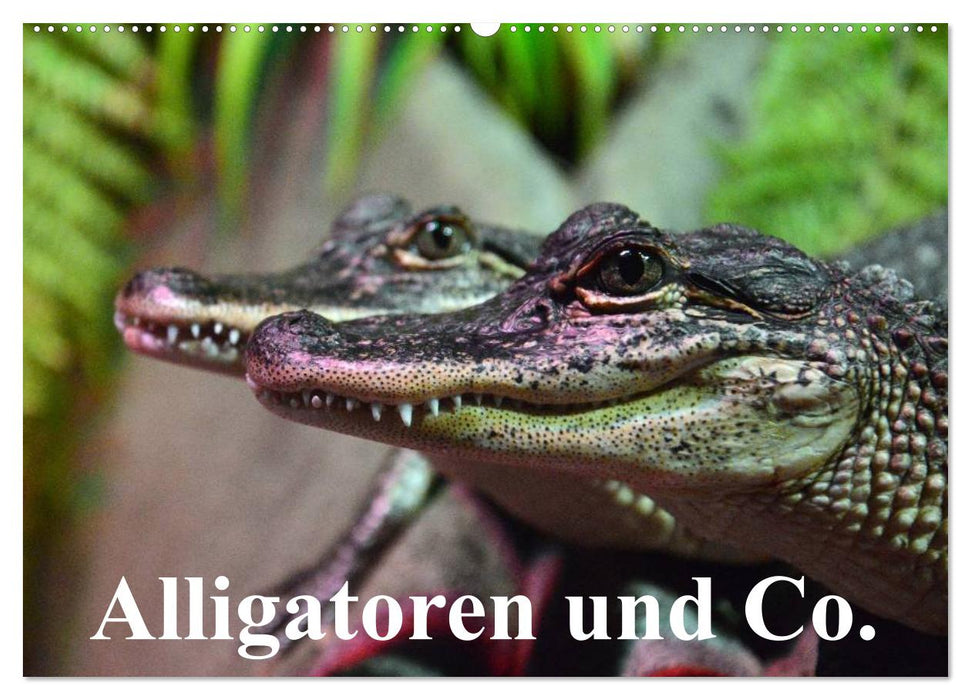 Alligatoren und Co. (CALVENDO Wandkalender 2025)