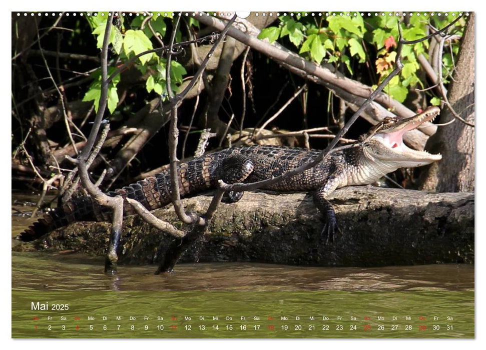 Alligatoren und Co. (CALVENDO Wandkalender 2025)