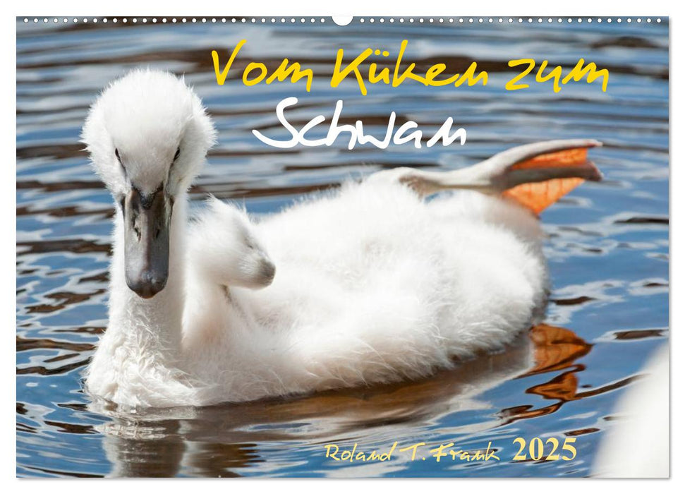 Vom Küken zum Schwan (CALVENDO Wandkalender 2025)