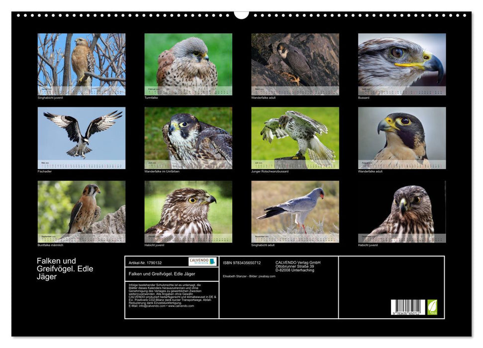 Falken und Greifvögel. Edle Jäger (CALVENDO Wandkalender 2025)