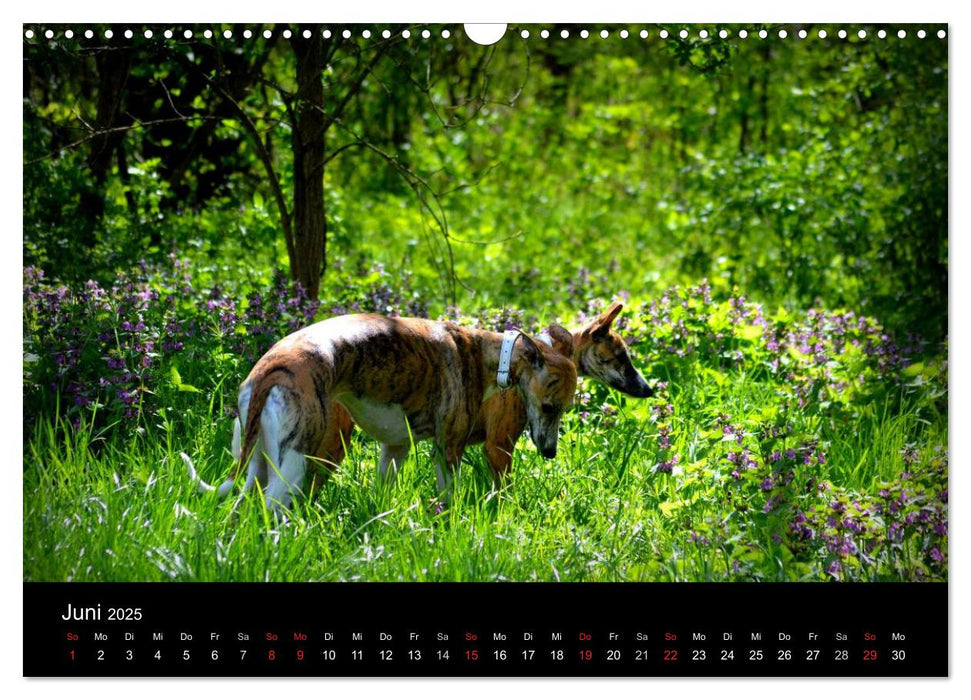 Whippet 2025 (CALVENDO Wandkalender 2025)