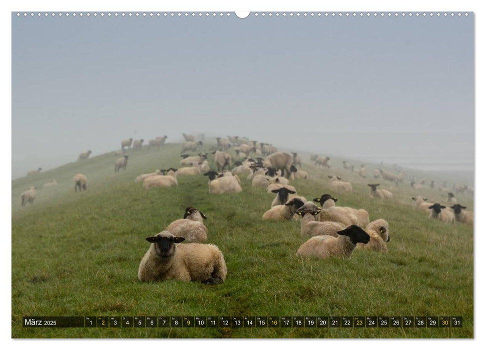 Impressionen aus dem Wesermarsch - Butjadingen 2025 (CALVENDO Wandkalender 2025)