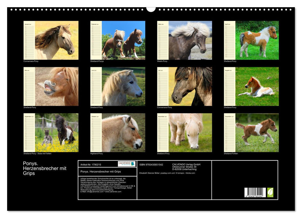 Ponys. Herzensbrecher mit Grips (CALVENDO Wandkalender 2025)