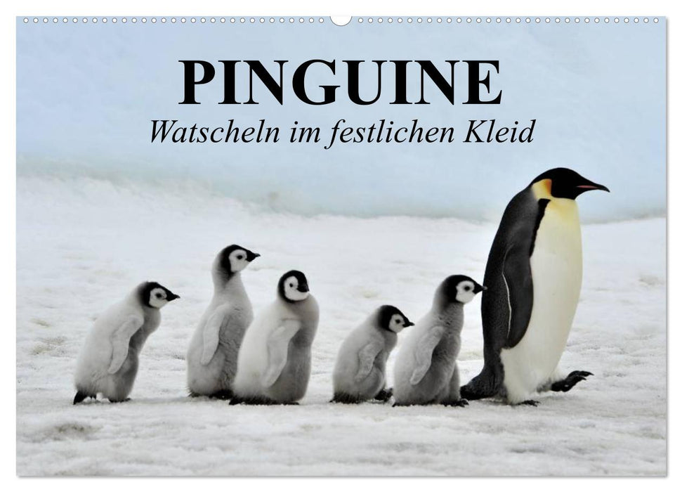 Pinguine - Watscheln im festlichen Kleid (CALVENDO Wandkalender 2025)