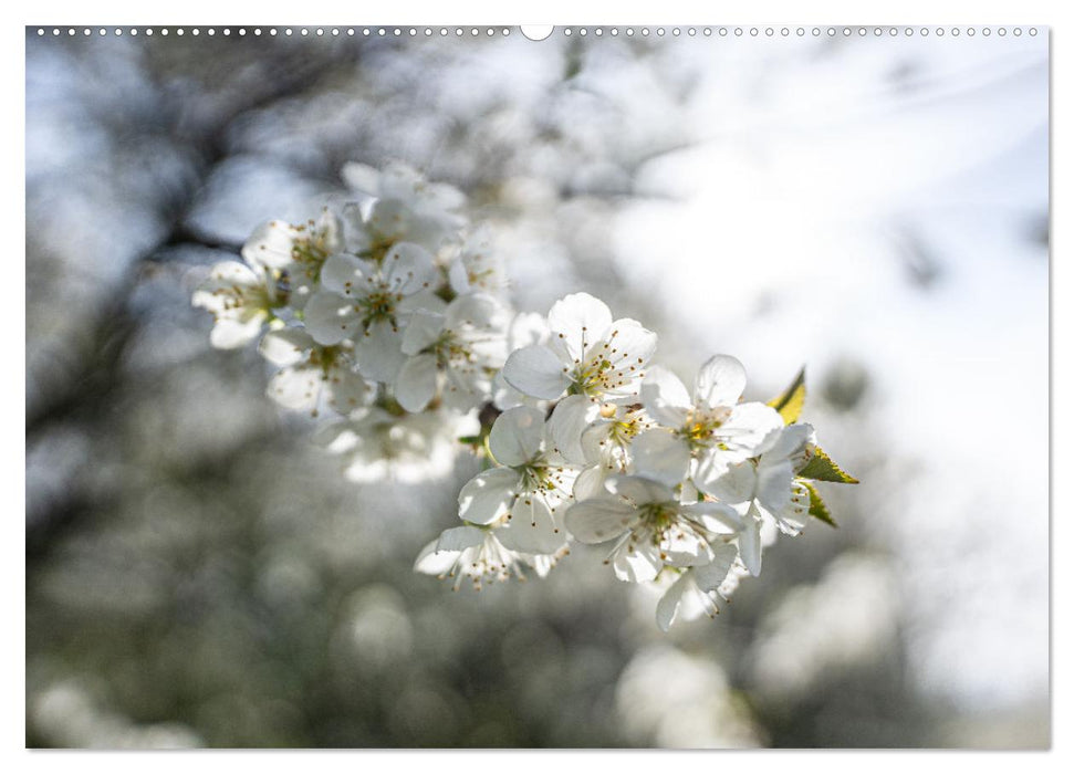 Frühlingsträume in Weiß (CALVENDO Wandkalender 2025)