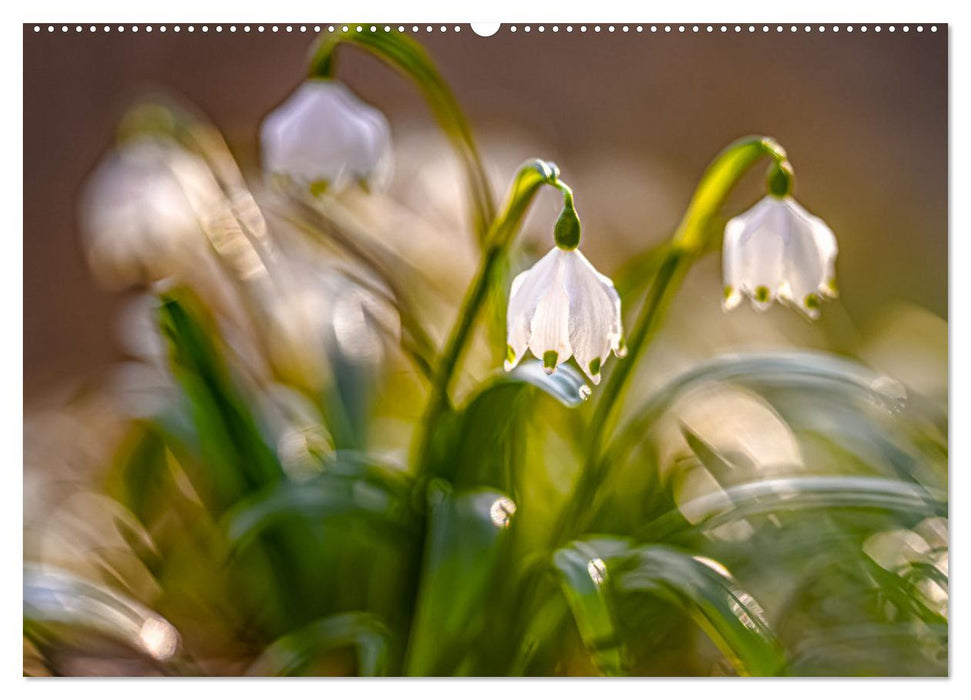 Frühlingsträume in Weiß (CALVENDO Wandkalender 2025)