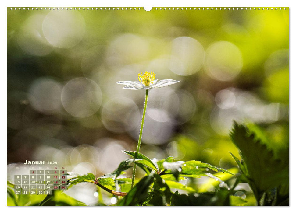 Frühlingsträume in Weiß (CALVENDO Premium Wandkalender 2025)