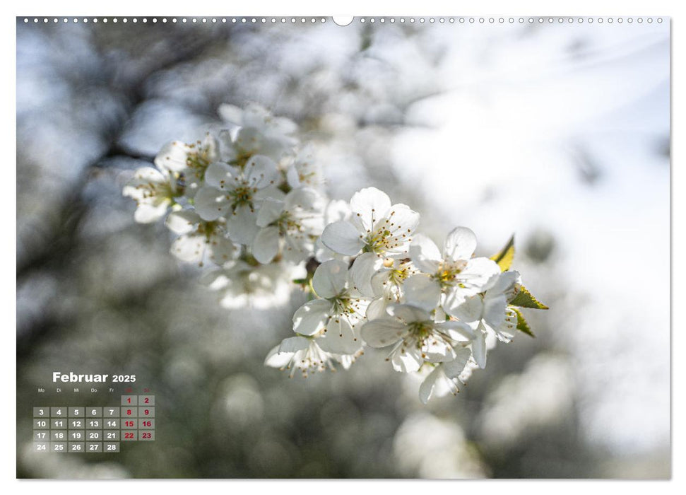 Frühlingsträume in Weiß (CALVENDO Premium Wandkalender 2025)