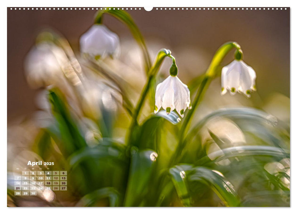 Frühlingsträume in Weiß (CALVENDO Premium Wandkalender 2025)