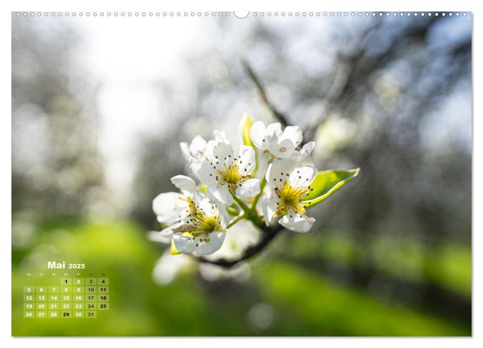 Frühlingsträume in Weiß (CALVENDO Premium Wandkalender 2025)