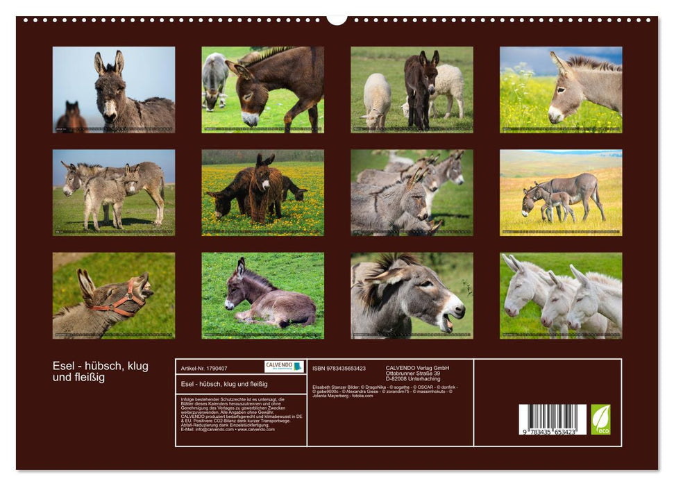 Esel - hübsch, klug und fleißig (CALVENDO Premium Wandkalender 2025)