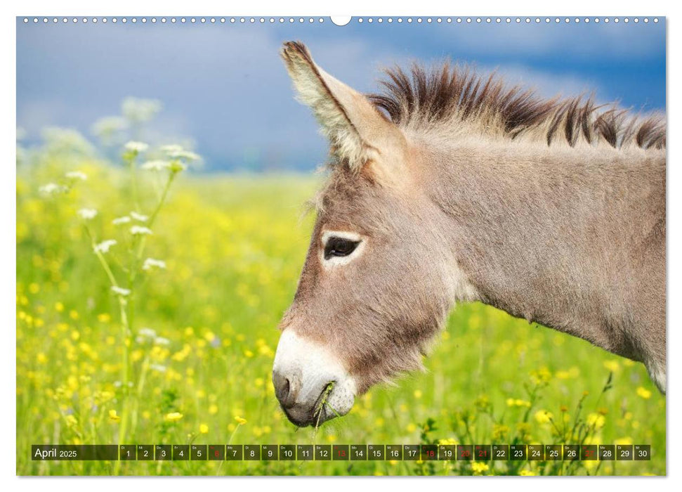 Esel - hübsch, klug und fleißig (CALVENDO Premium Wandkalender 2025)