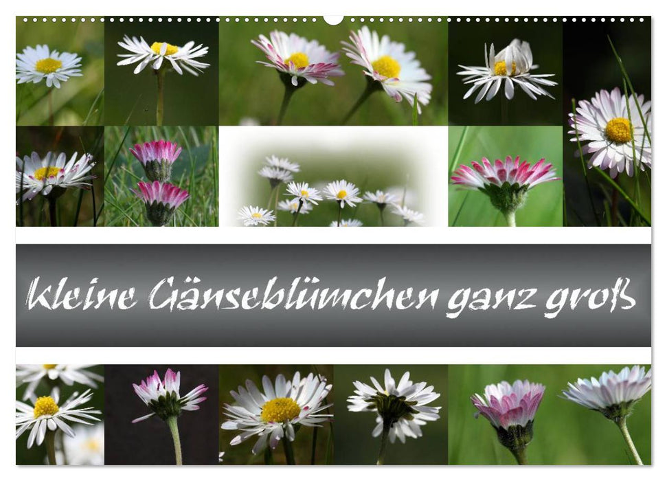 kleine Gänseblümchen ganz groß (CALVENDO Wandkalender 2025)