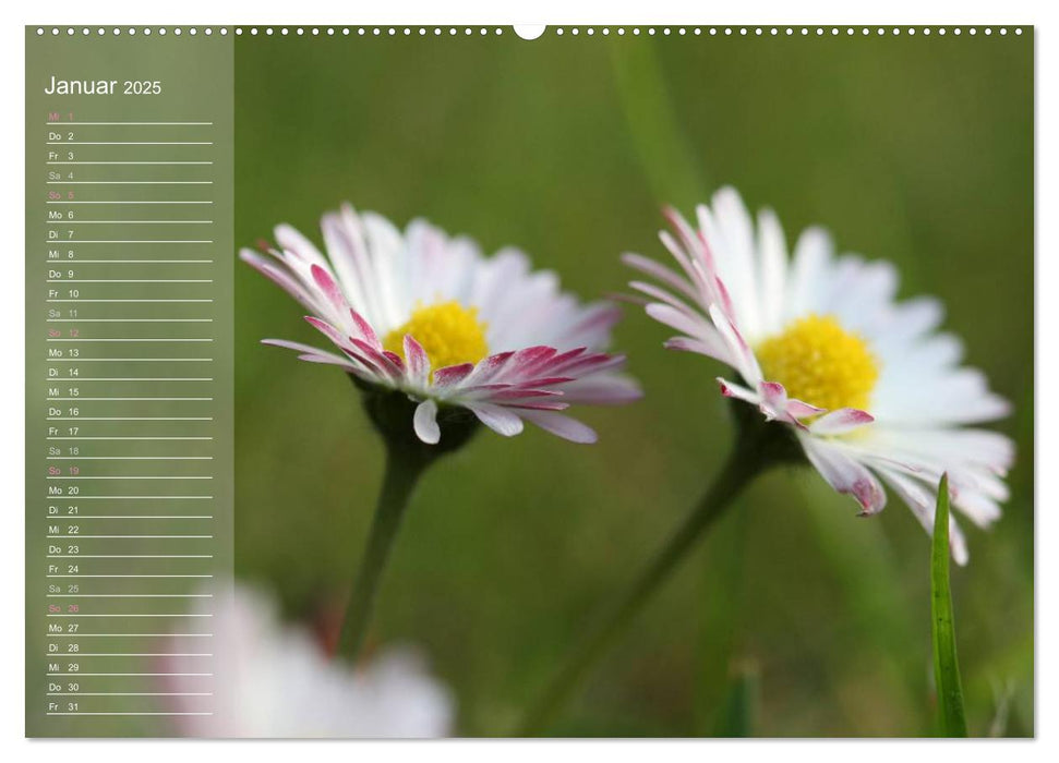 kleine Gänseblümchen ganz groß (CALVENDO Wandkalender 2025)