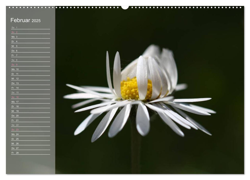 kleine Gänseblümchen ganz groß (CALVENDO Wandkalender 2025)