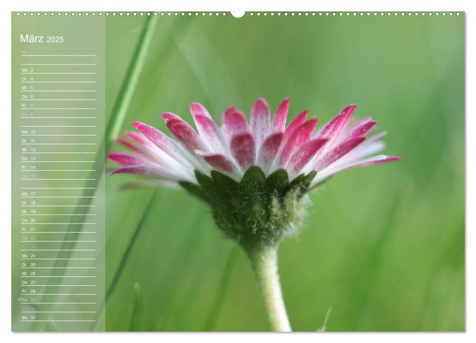 kleine Gänseblümchen ganz groß (CALVENDO Wandkalender 2025)