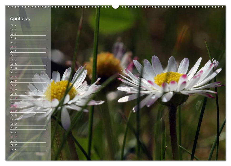 kleine Gänseblümchen ganz groß (CALVENDO Wandkalender 2025)