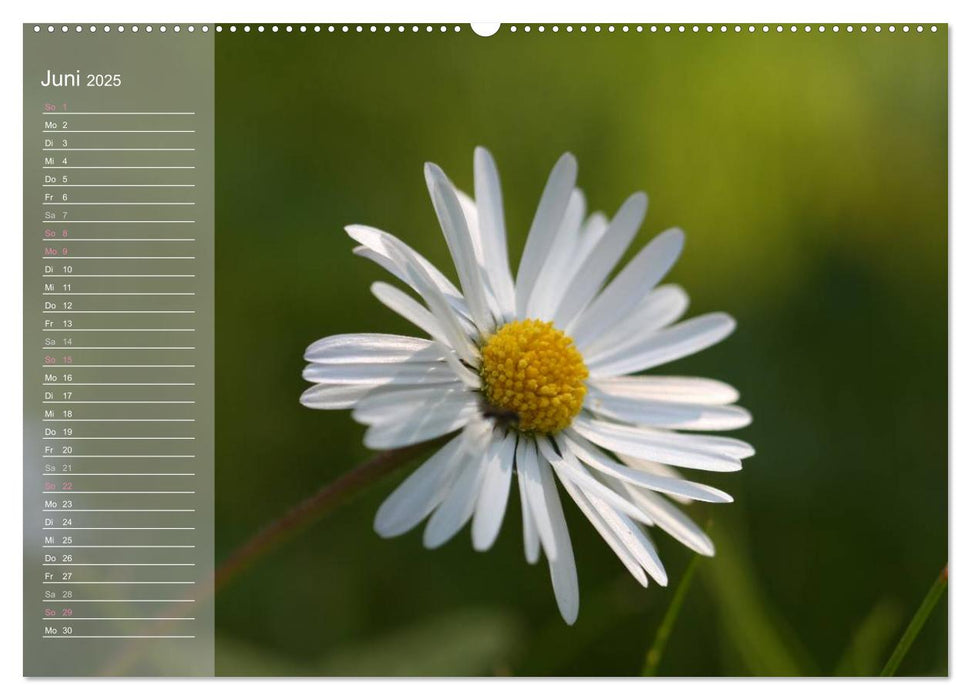 kleine Gänseblümchen ganz groß (CALVENDO Wandkalender 2025)