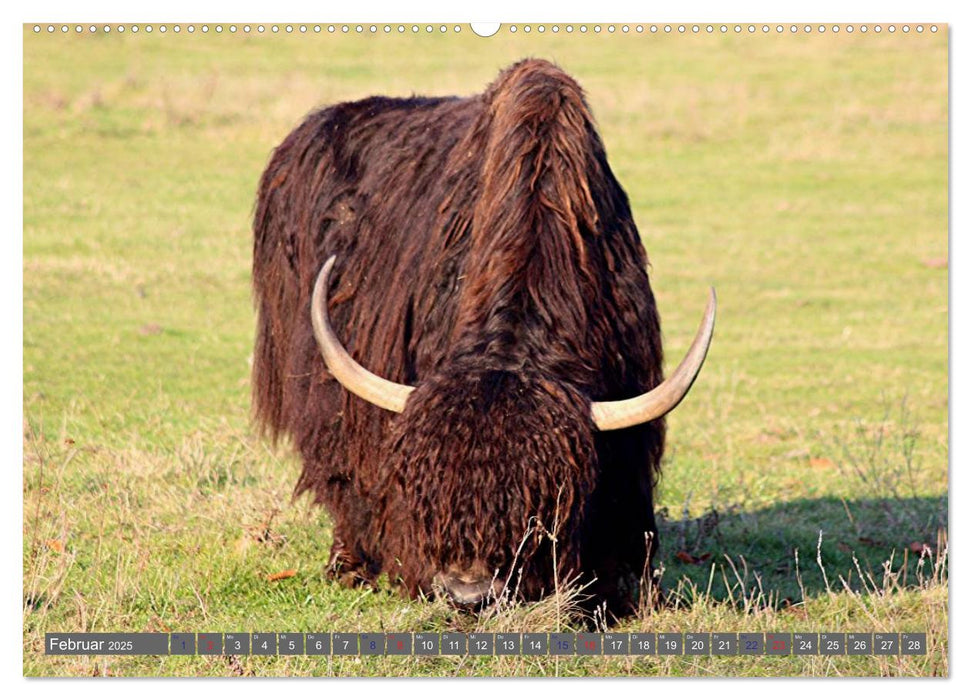 Der Yak (CALVENDO Premium Wandkalender 2025)