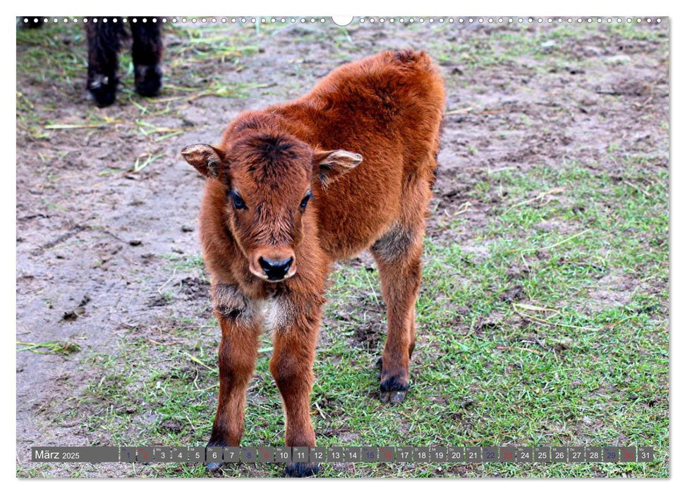 Der Yak (CALVENDO Premium Wandkalender 2025)