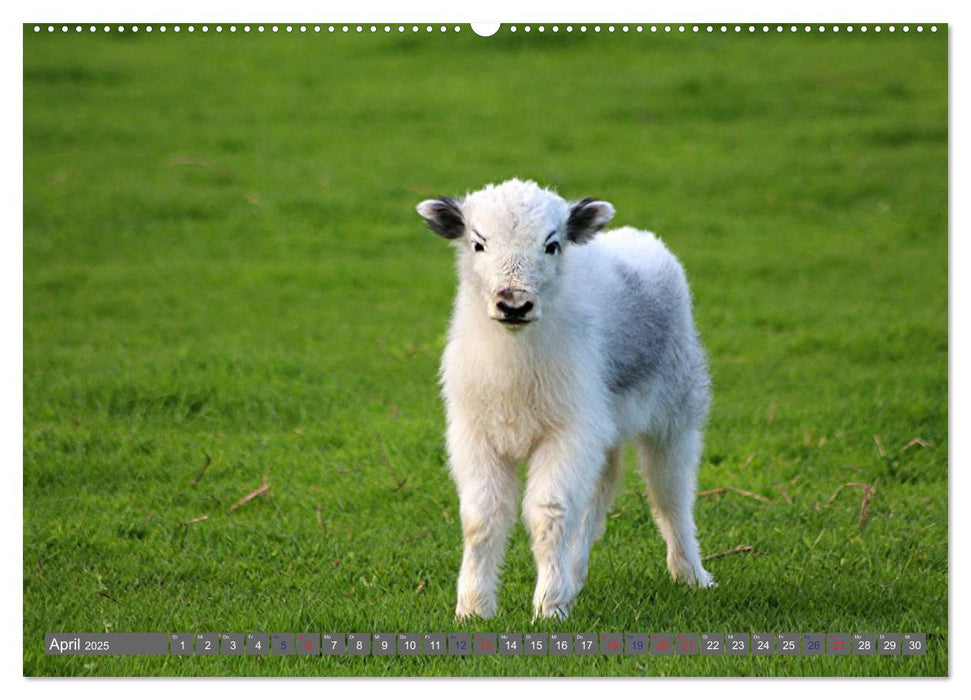 Der Yak (CALVENDO Premium Wandkalender 2025)