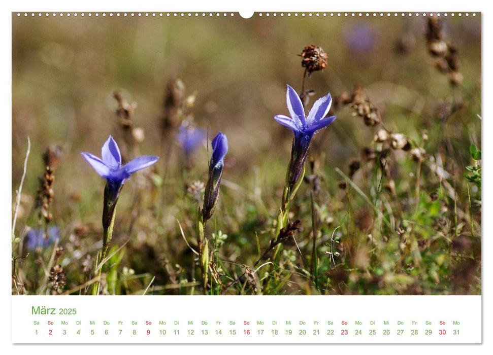 Bergwelt in Österreich (CALVENDO Premium Wandkalender 2025)