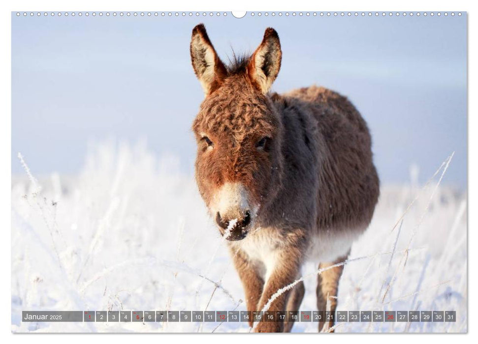 Kleiner Esel. Boldewyn und seine Freunde (CALVENDO Premium Wandkalender 2025)