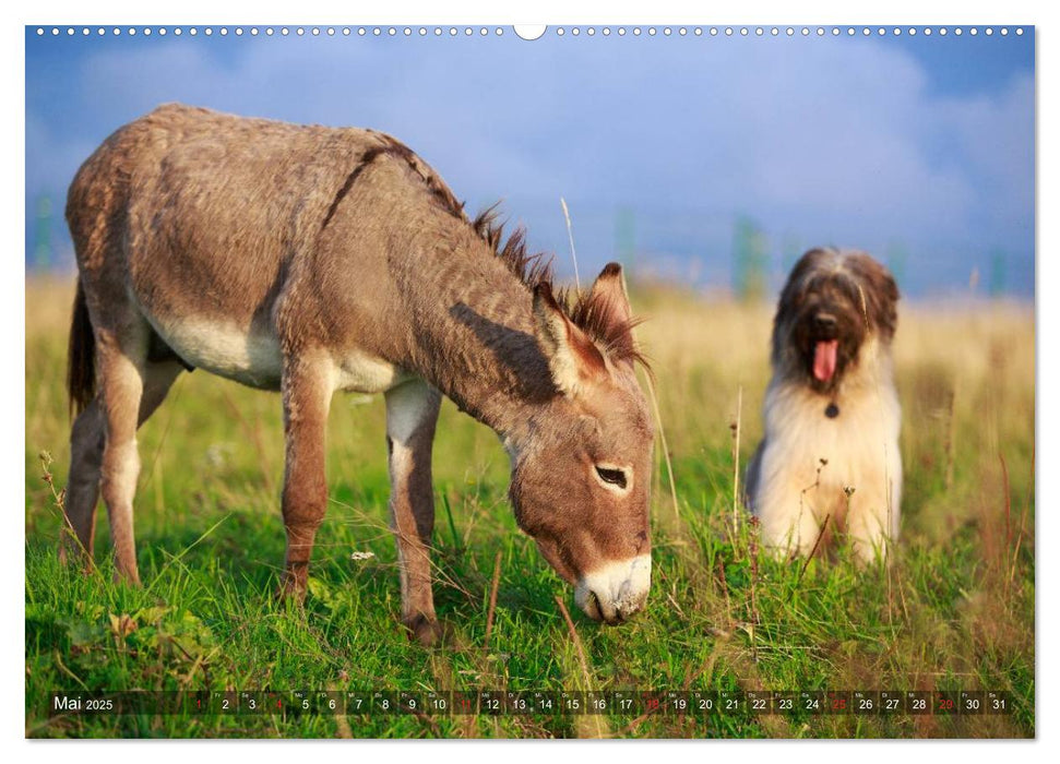 Kleiner Esel. Boldewyn und seine Freunde (CALVENDO Premium Wandkalender 2025)