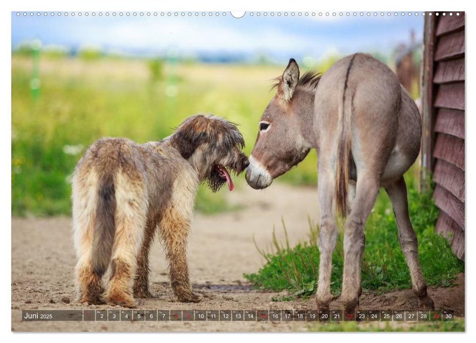 Kleiner Esel. Boldewyn und seine Freunde (CALVENDO Premium Wandkalender 2025)