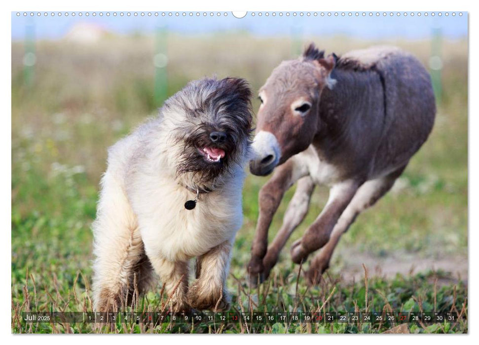 Kleiner Esel. Boldewyn und seine Freunde (CALVENDO Premium Wandkalender 2025)