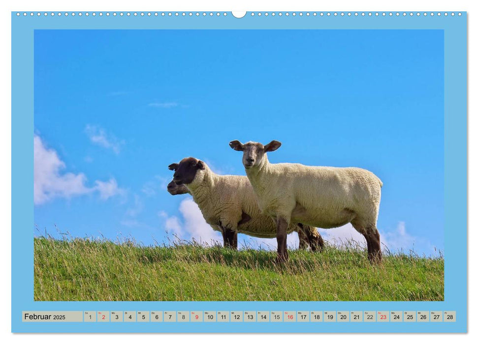 Büsum an der Nordsee (CALVENDO Premium Wandkalender 2025)