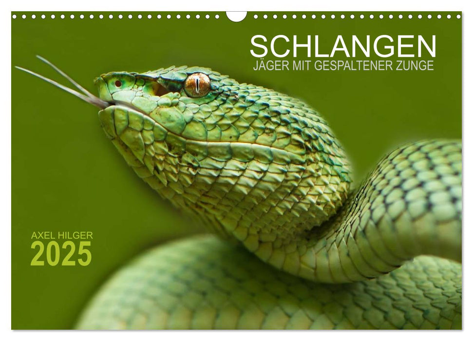 SCHLANGEN. JÄGER MIT GESPALTENER ZUNGE (CALVENDO Wandkalender 2025)