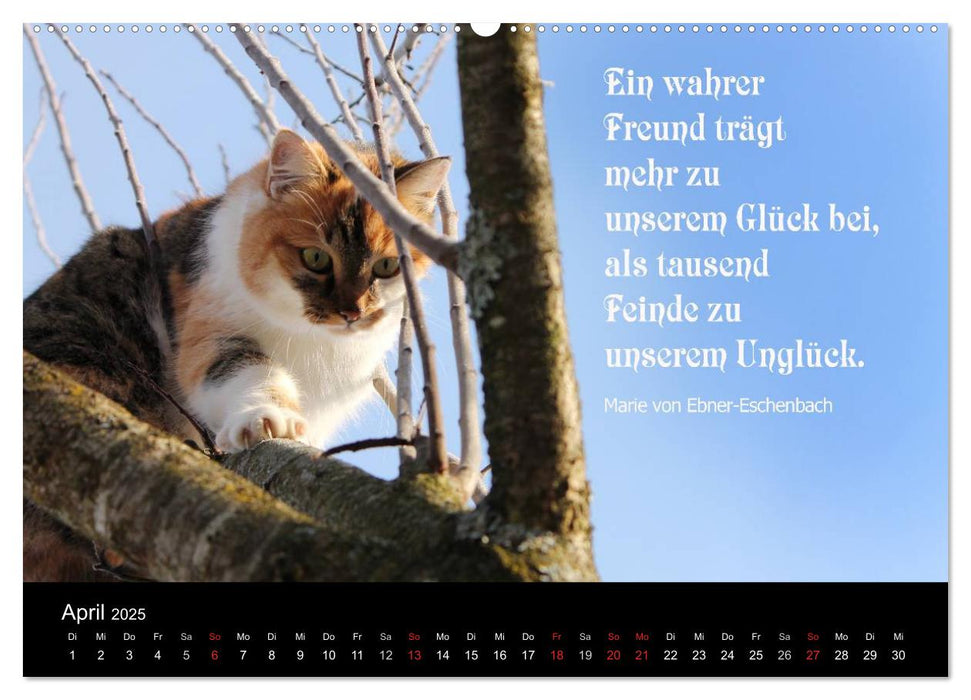 Glückskatze - Mit Zitaten zum Thema Glück (CALVENDO Premium Wandkalender 2025)