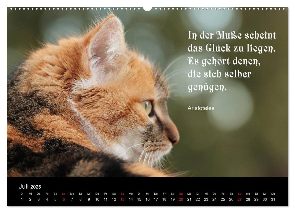 Glückskatze - Mit Zitaten zum Thema Glück (CALVENDO Premium Wandkalender 2025)