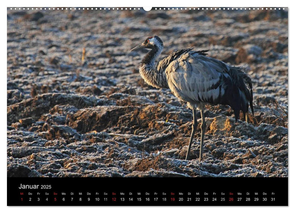 Kranich-Land Brandenburg (CALVENDO Premium Wandkalender 2025)