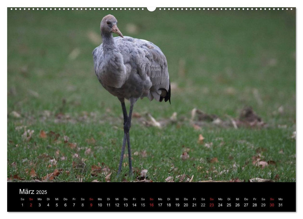 Kranich-Land Brandenburg (CALVENDO Premium Wandkalender 2025)