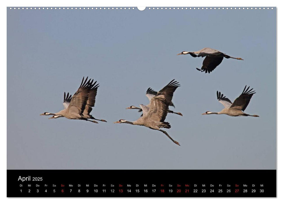 Kranich-Land Brandenburg (CALVENDO Premium Wandkalender 2025)