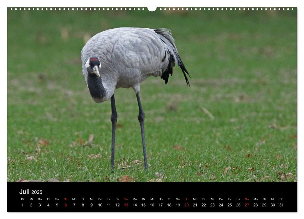 Kranich-Land Brandenburg (CALVENDO Premium Wandkalender 2025)