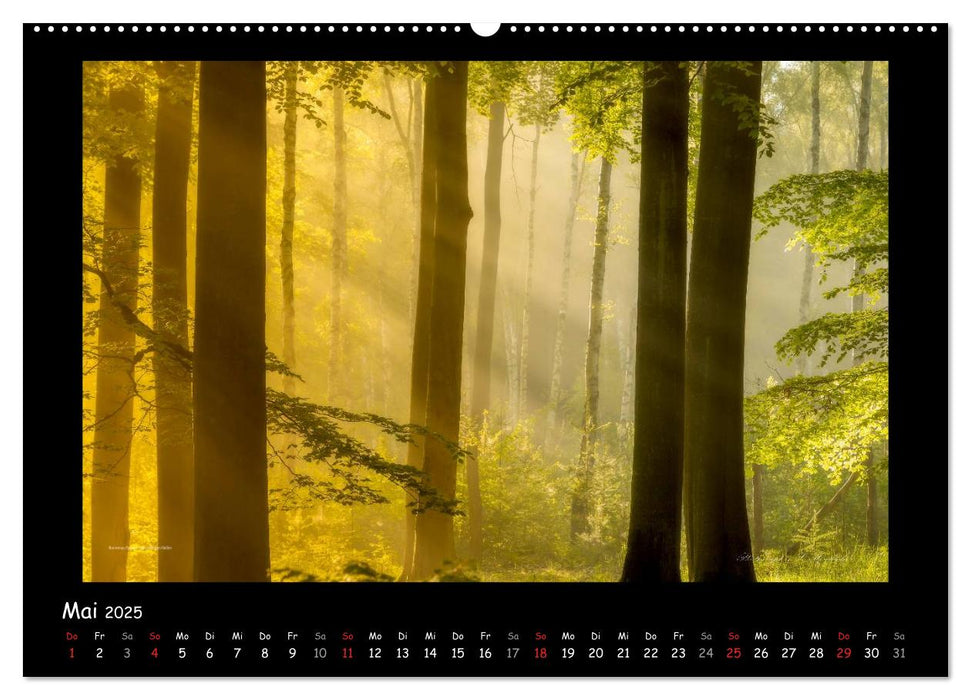 Mecklenburger Landschaften in magischem Licht (CALVENDO Premium Wandkalender 2025)